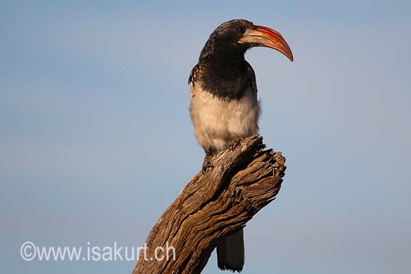 Calao de Monterio Calao de Monterio