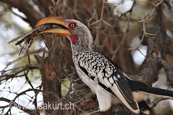 Calao leucomèle Calao leucomèle