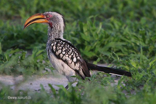 Calao leucomèle Calao leucomèle