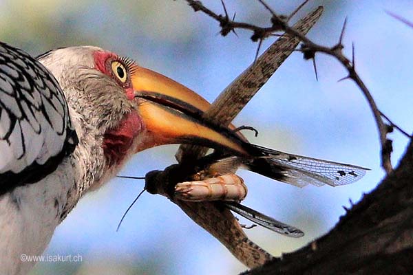Calao leucomèle Calao leucomèle