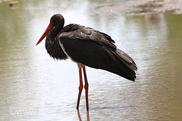 Cigogne noire Cigogne noire