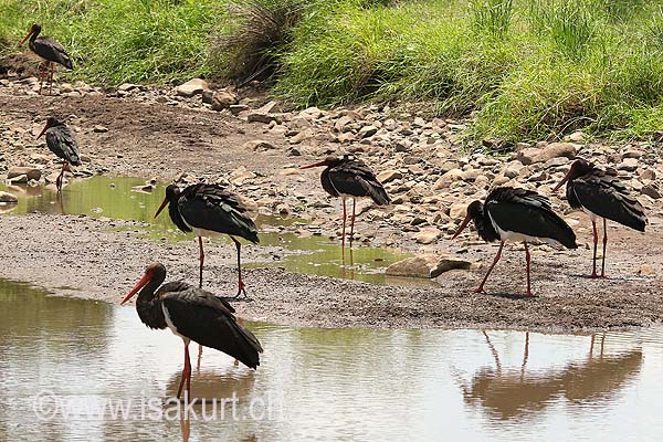 Cigogne noire Cigogne noire