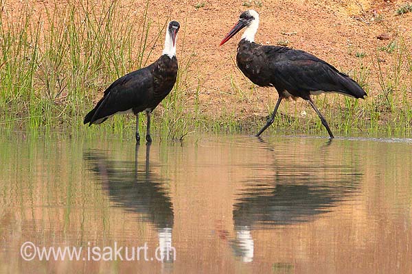 Cigogne à pattes noires Cigogne à pattes noires