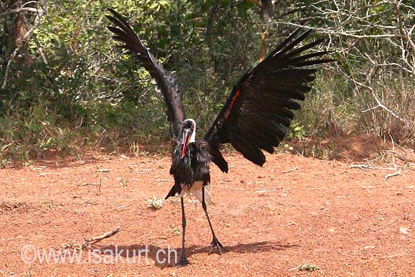 Cigogne  pattes noires