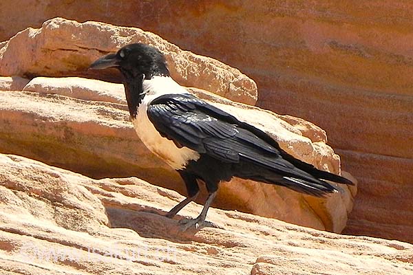 Corbeau pie Corbeau pie