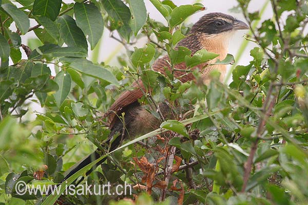 Coucal de Burchell Coucal de Burchell
