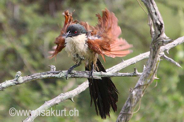 Coucal de Burchell Coucal de Burchell