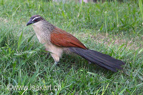 Coucal à sourcil blanc Coucal à sourcil blanc