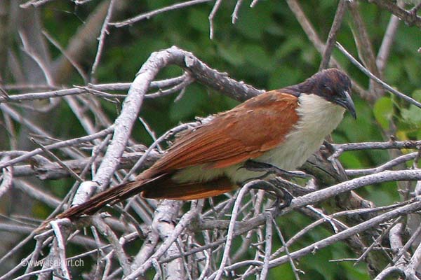 Coucal à queue cuivrée ou des papyrus Coucal à queue cuivrée ou des papyrus