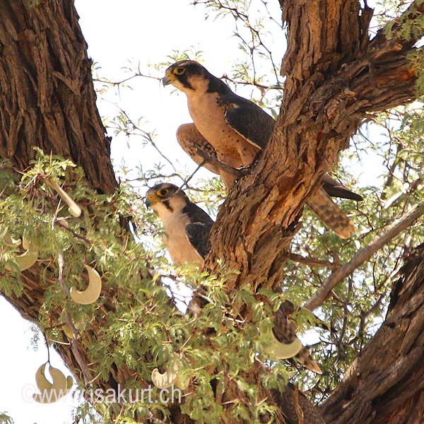 Faucon Lanier Faucon Lanier