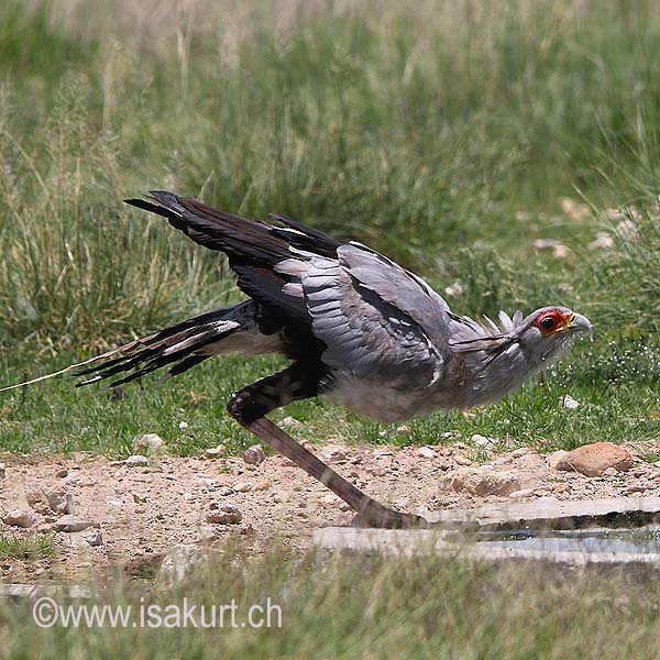 Messager sagittaire Messager sagittaire