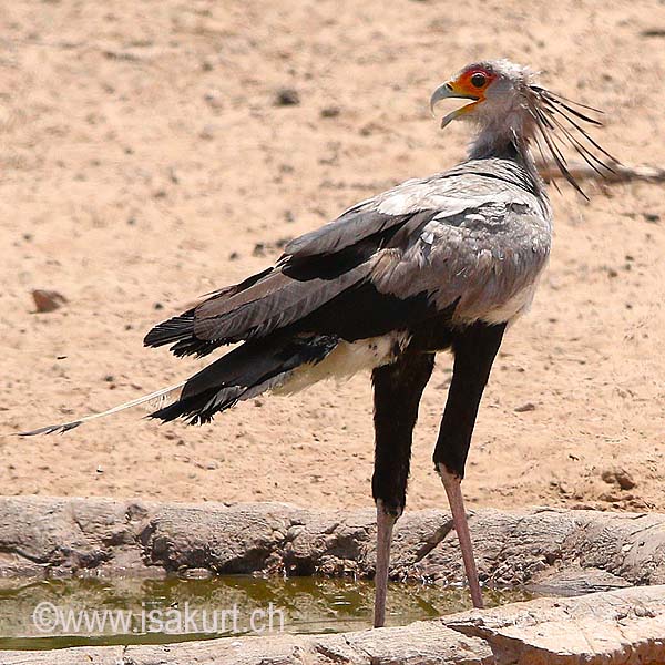 Messager sagittaire Messager sagittaire