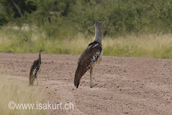 Outarde kori Outarde kori