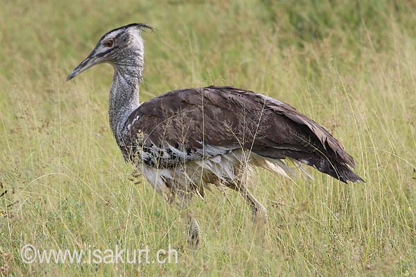 Outarde kori Outarde kori