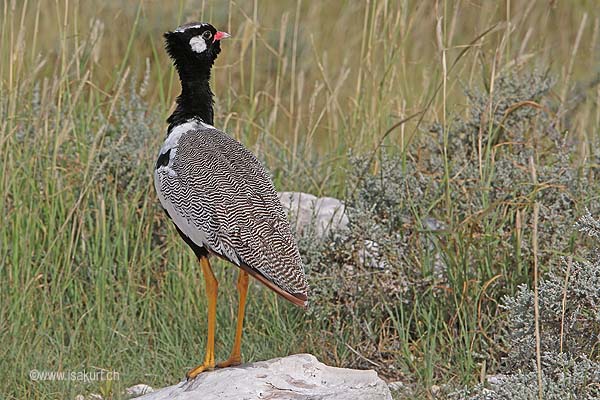 Outarde à miroir blanc Outarde à miroir blanc