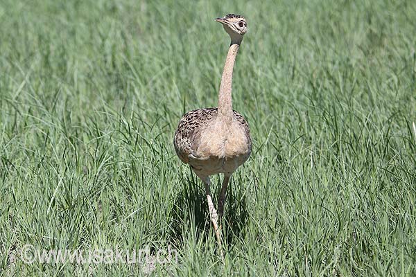 Outarde  ventrre noir
