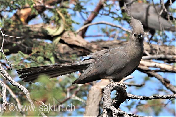 Touraco concolore Touraco concolore