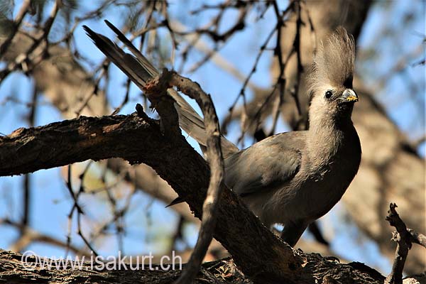 Touraco concolore Touraco concolore