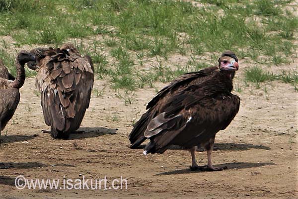 Vaurour oricou Vaurour oricou