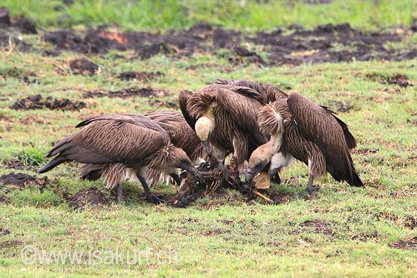 vautour africain vautour africain