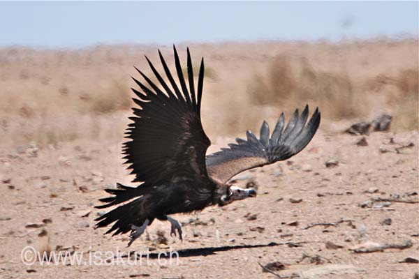 Vaurour oricou Vaurour oricou