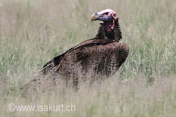 Vaurour oricou Vaurour oricou