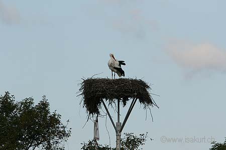 Cigogne