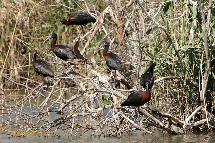 Ibis falcinelle