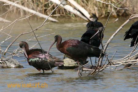 Ibis falcinelle