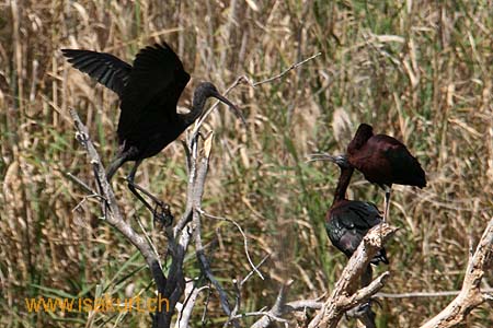 Ibis falcinelle