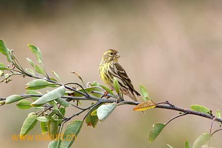 Serin cini