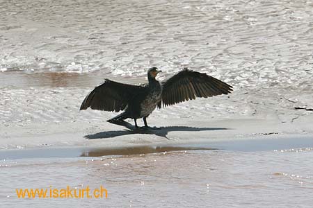 Grand Cormoran "maroccanus"