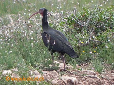 Ibis chauve