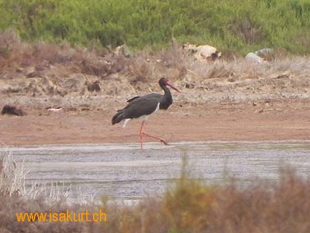 Cigogne noire