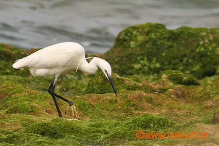 Aigrette Garzette