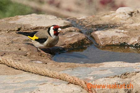 Chardonneret lgant