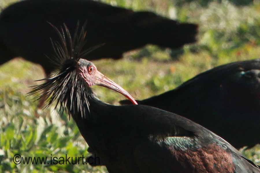 Ibis Chauve