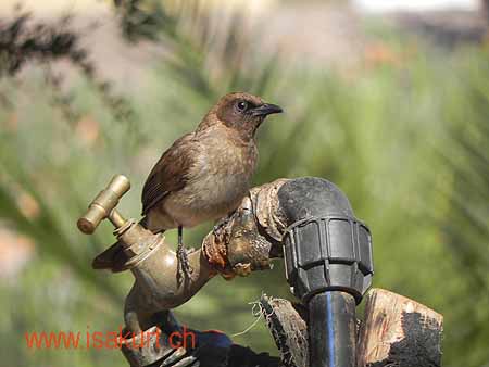 Bulbul des jardins