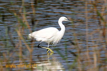 Aigrette Garzette