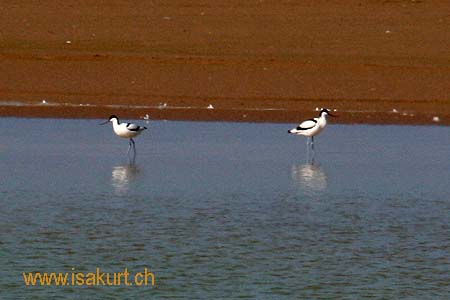 Avocettes lgantes