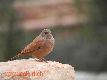 Bruant du Sahara femelle