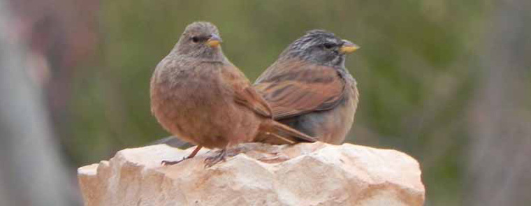 Couple de bruants du Sahara