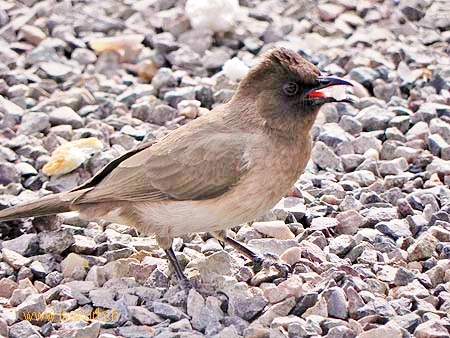 Bulbul des jardins