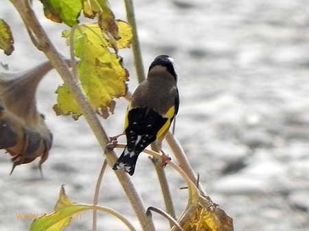 Chardonneret lgant