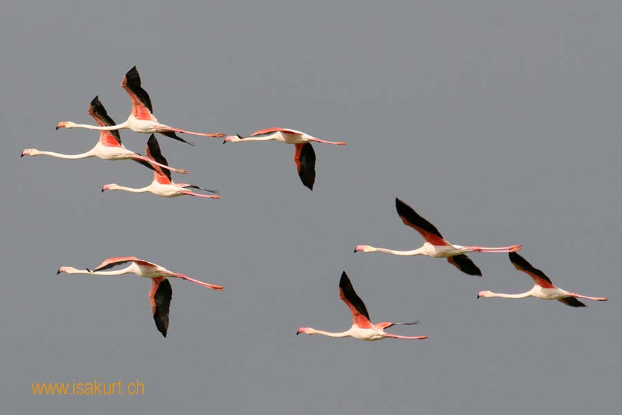 Flamants roses