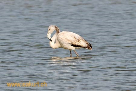 Jeune flamant rose