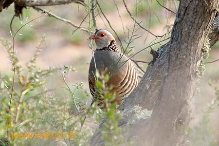 Perdrix gambra