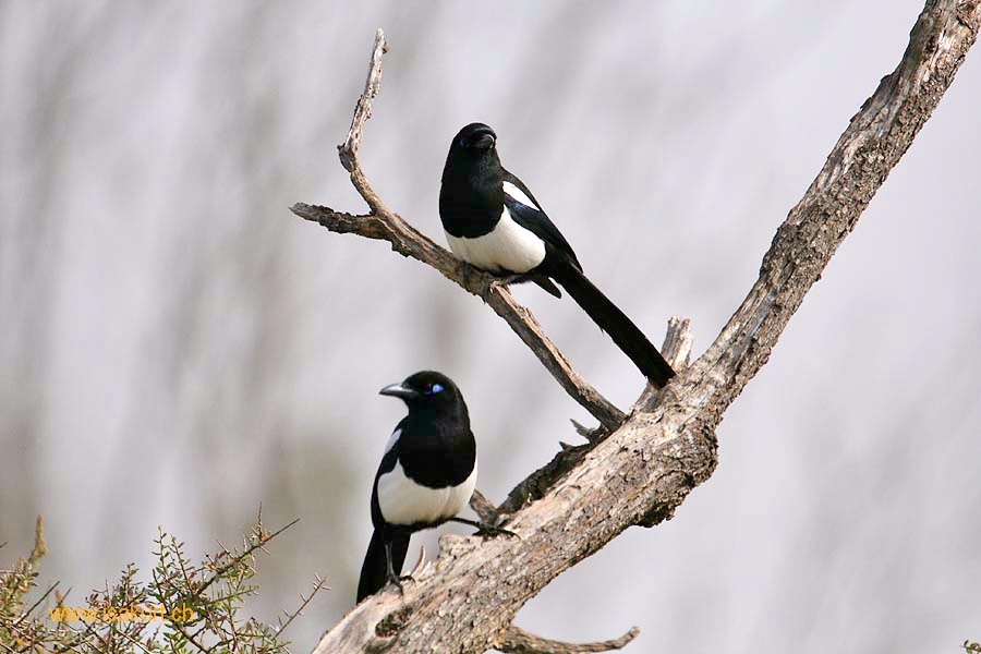 Couples de pies mauretanica