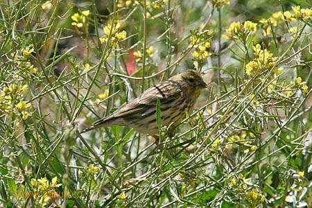 Serin cini