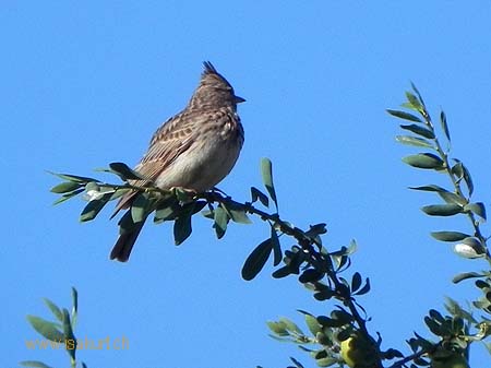 Cochevis hupp (petite alouette)